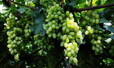 “宣化葡萄”亮相北京世园会